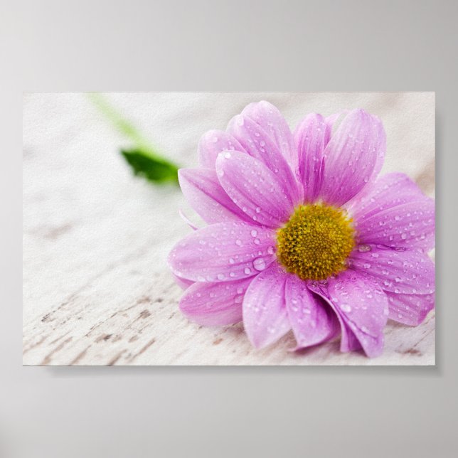 Pink Daisy Flower Value Poster (Front)