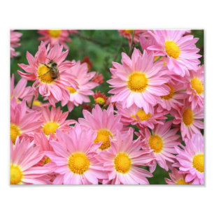 Pink Daisy Flowers And Bumble Bee 8x10 Photo Print