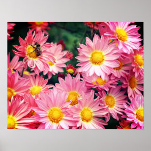 Pink Daisy Flowers And Bumble Bee  Poster