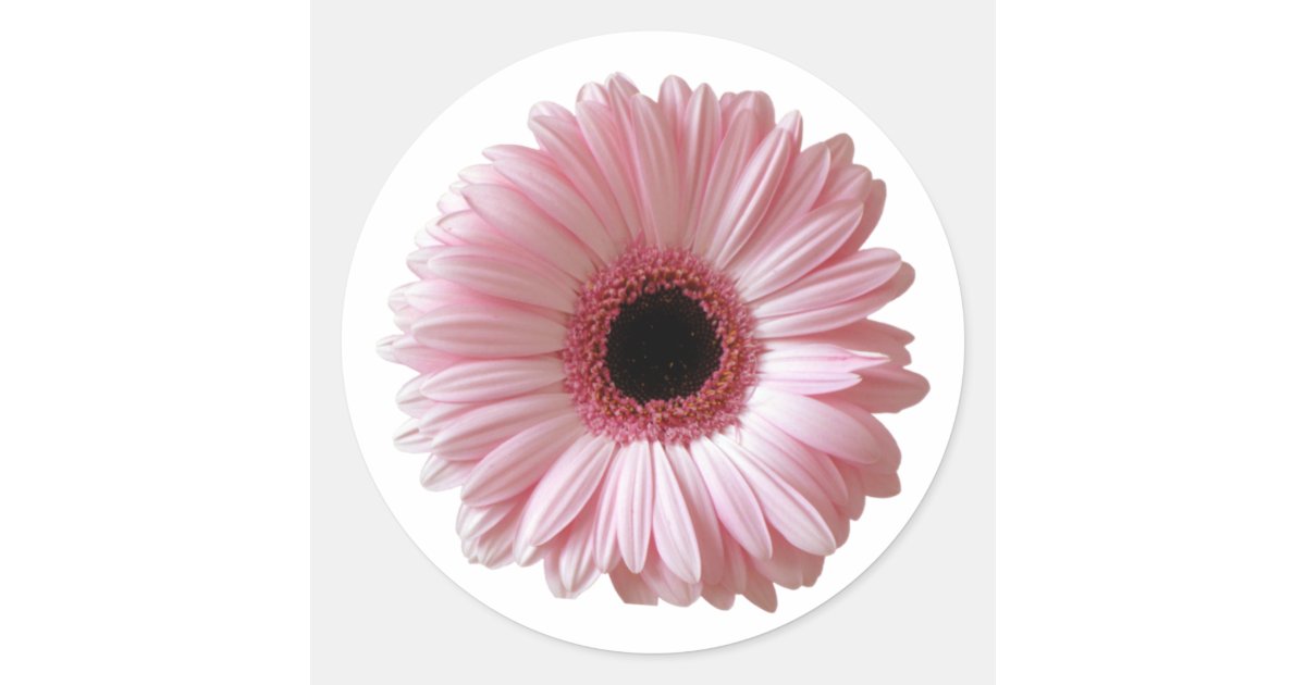 Pink Daisy Gerbera Classic Round Sticker | Zazzle
