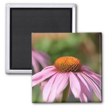 Pink Daisy Magnet by pulsDesign at Zazzle