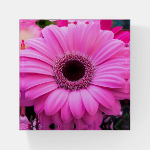 Pink Daisy Paperweight