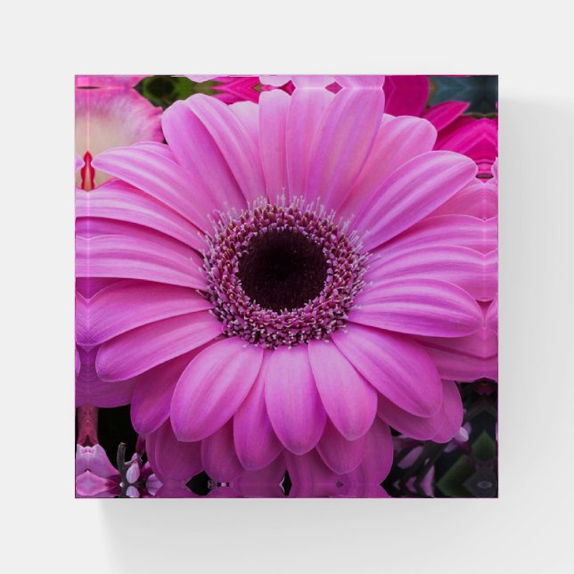 Pink Daisy Paperweight (Front)
