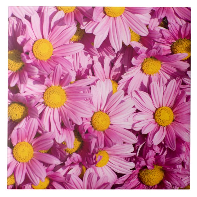 Pink daisy pattern ceramic tile (Front)