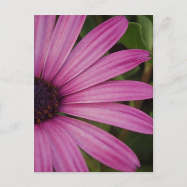 Pink Daisy Postcard (Front)