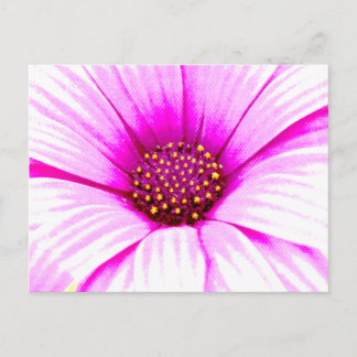 Pink Daisy Postcard
