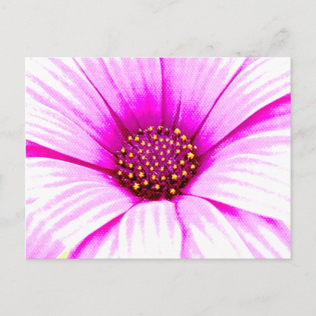 Pink Daisy Postcard (Front)