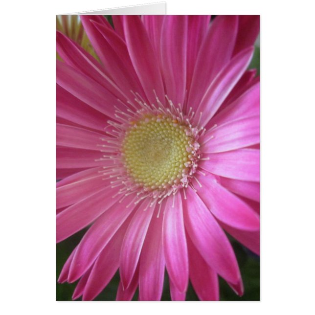 Pink Daisy Princess Cards (Front)