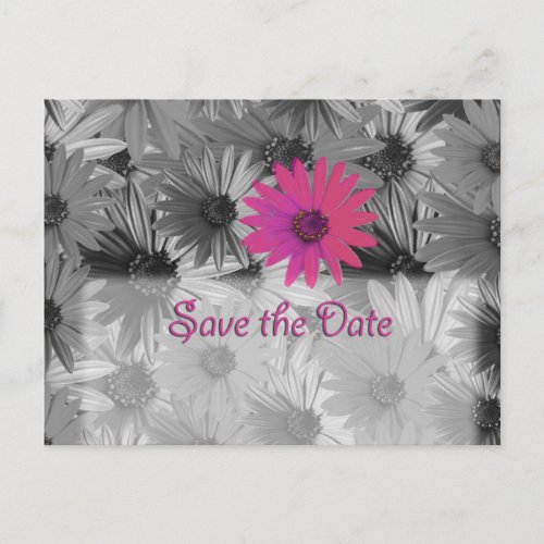 pink daisy save the date announcement postcard