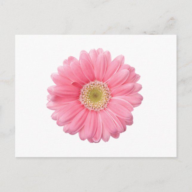 PINK DAISY Single Flower White Background P36 Postcard (Front)