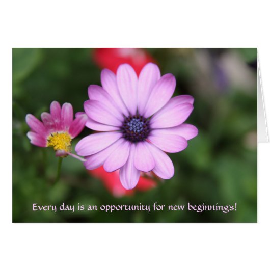 Pink daisy type flower (Front Horizontal)
