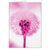 Pink Dandelion (Front)