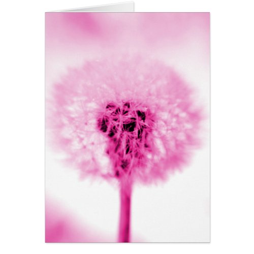 Pink Dandelion