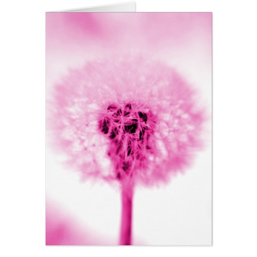 Pink Dandelion Cards (Front)