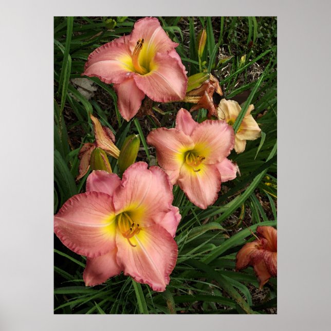 Pink Daylilies Poster (Front)