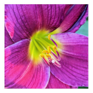 Pink Daylily Bloom Floral Acrylic Print