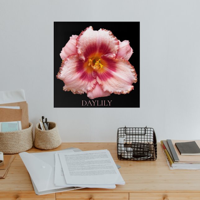Pink Daylily Bloom on Black Floral Acrylic Print (In Situ)