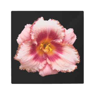 Pink Daylily Bloom on Black Floral Metal Print