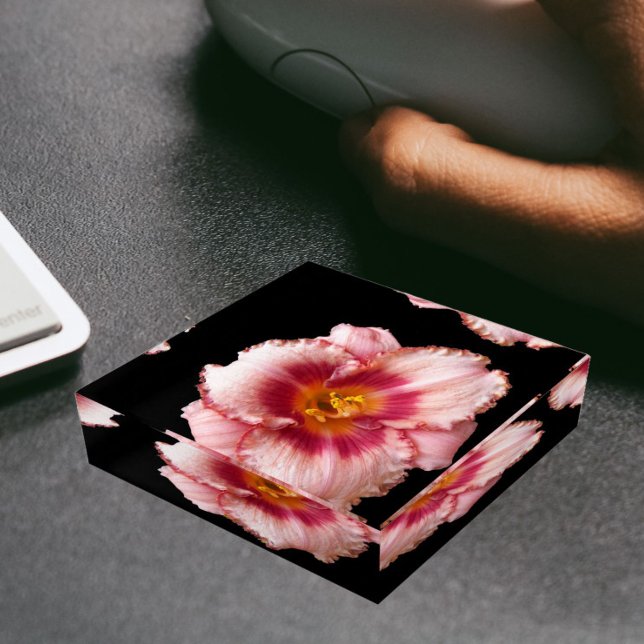 Pink Daylily Bloom on Black Floral Paperweight (In Situ)