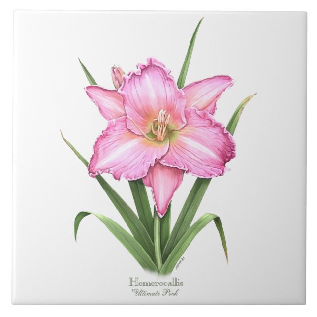 Pink Daylily Botanical Art Style Ceramic Tile (Front)