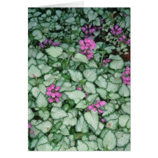 Pink Dead Nettle, (Lamium Maculatum) flowers Cards (Front)