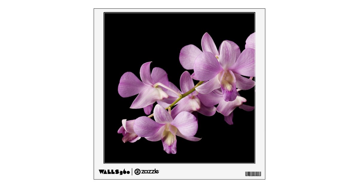 Pink Dendrobium Orchid Flower On Black Orchids Wall Sticker Zazzle Com