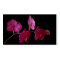 Pink Dendrobium Orchid on Black - Customized