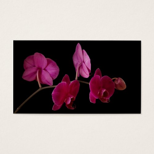 Pink Dendrobium Orchid on Black - Customized Business Card