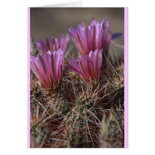 Pink Desert cactus bloom Cards (Front)