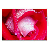 Pink Dew Kissed Rose (Front Horizontal)