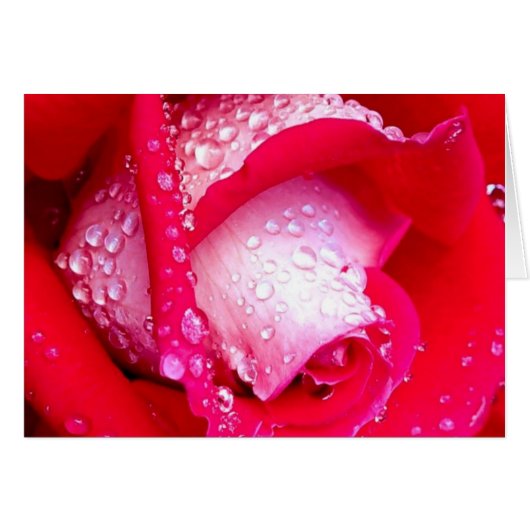 Pink Dew Kissed Rose Cards (Front Horizontal)