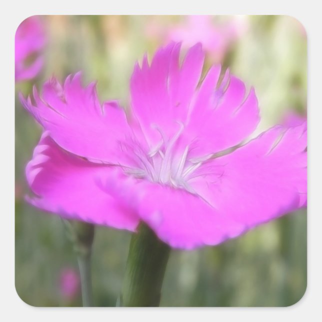 Pink Dianthus Bloom Square Sticker (Front)