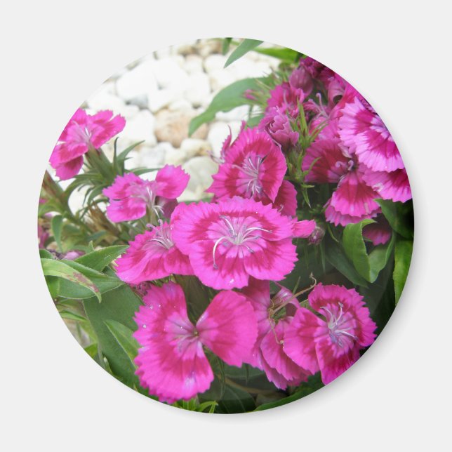 Pink Dianthus/Sweet William Magnet (Front)