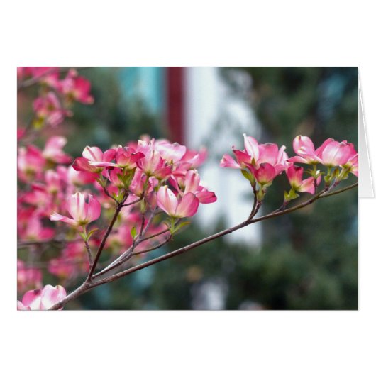 Pink Dogwood (Front Horizontal)