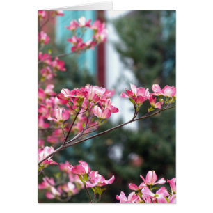 Pink Dogwood