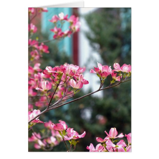 Pink Dogwood (Front)