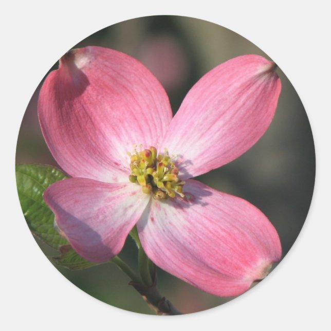 Pink Dogwood Bloom Classic Round Sticker (Front)
