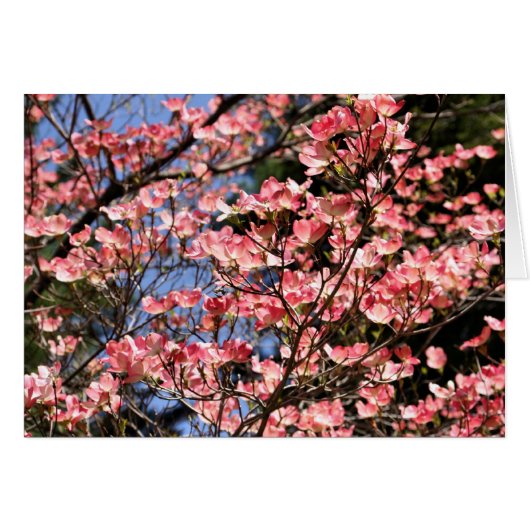 Pink Dogwood Blossoms Flower Photography Card (Front Horizontal)