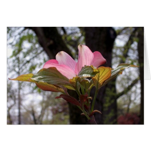 Pink dogwood cards (Front Horizontal)