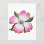 Pink Dogwood Flower Postcard