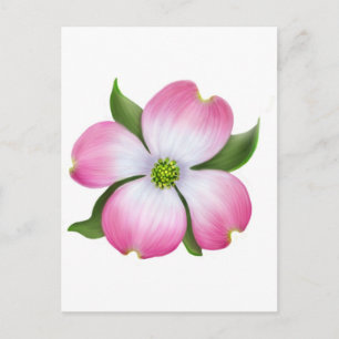 Pink Dogwood Flower Postcard