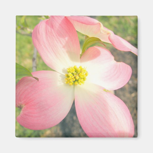 Pink Dogwood Magnet (Front)