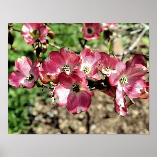 Pink Dogwood Spring Flowers  Poster (Front)