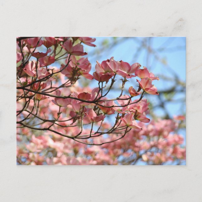 Pink Dogwood Tree Flowers Post card Flowering Tree (Front)