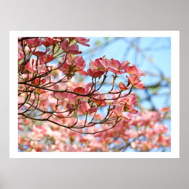 Pink Dogwood Trees Flowers art prints botanical (Front)