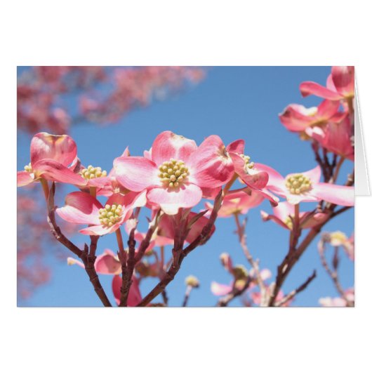 Pink Dogwoods Cards (Front Horizontal)