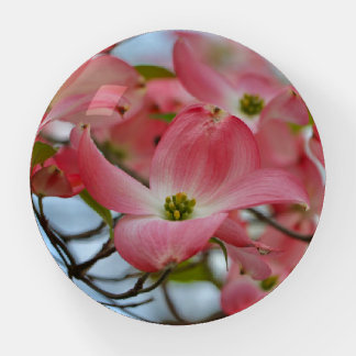Pink Dogwoods in Spring Sunshine Paperweight