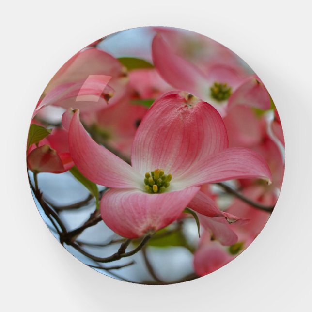 Pink Dogwoods in Spring Sunshine Paperweight (Front)
