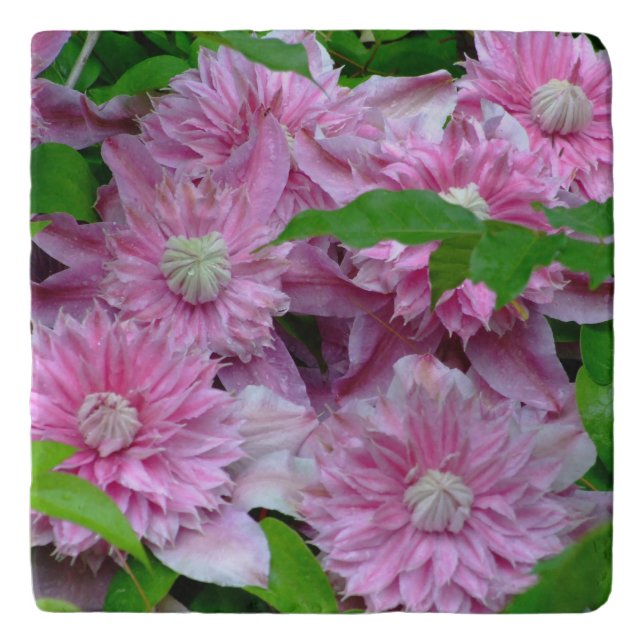 Pink Double Clematis Photo Trivet (Front)