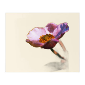 Pink Dream Flowers – Ethereal Fantasy Floral Acrylic Print